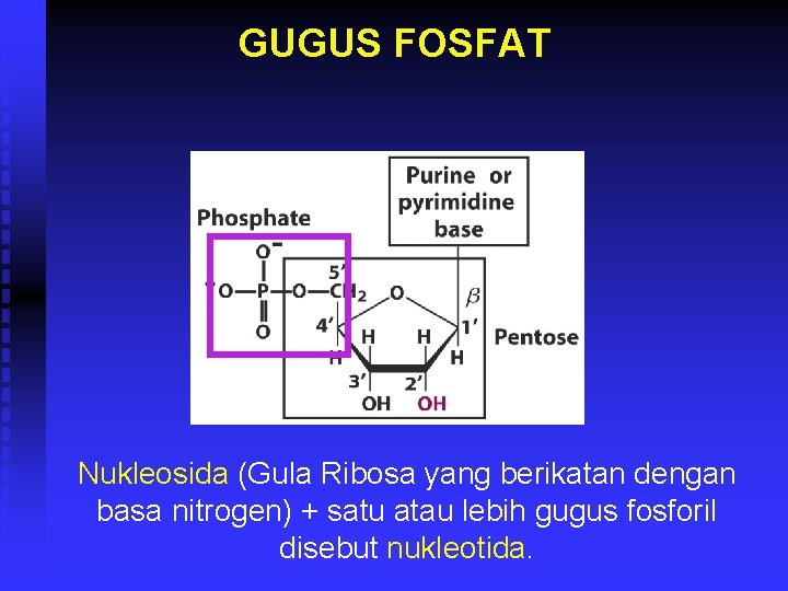 GUGUS FOSFAT Nukleosida (Gula Ribosa yang berikatan dengan basa nitrogen) + satu atau lebih