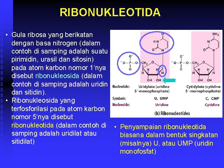 RIBONUKLEOTIDA • Gula ribosa yang berikatan dengan basa nitrogen (dalam contoh di samping adalah
