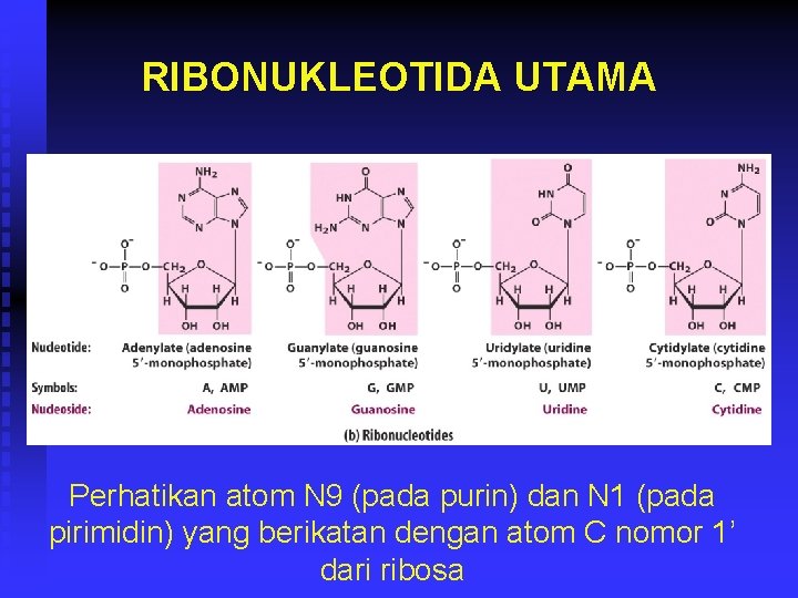 RIBONUKLEOTIDA UTAMA Perhatikan atom N 9 (pada purin) dan N 1 (pada pirimidin) yang