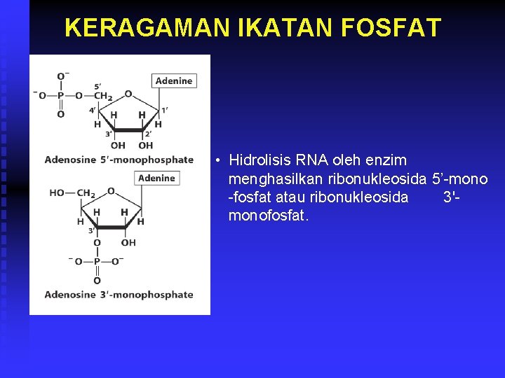 KERAGAMAN IKATAN FOSFAT • Hidrolisis RNA oleh enzim menghasilkan ribonukleosida 5’-mono -fosfat atau ribonukleosida