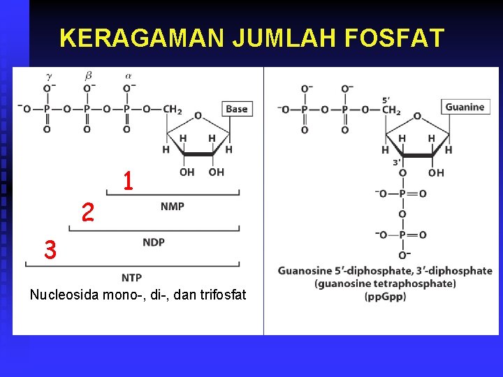 KERAGAMAN JUMLAH FOSFAT 2 1 3 Nucleosida mono-, di-, dan trifosfat 