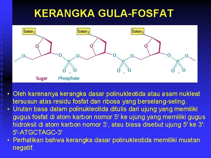 KERANGKA GULA-FOSFAT • Oleh karenanya kerangka dasar polinukleotida atau asam nukleat tersusun atas residu