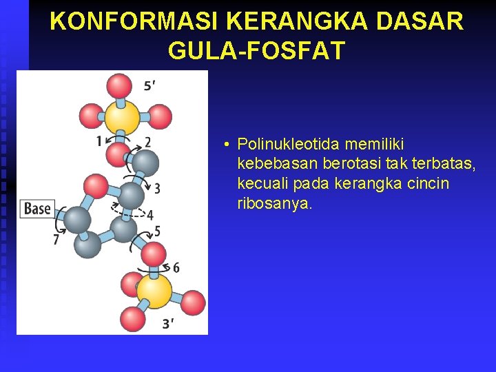 KONFORMASI KERANGKA DASAR GULA-FOSFAT • Polinukleotida memiliki kebebasan berotasi tak terbatas, kecuali pada kerangka