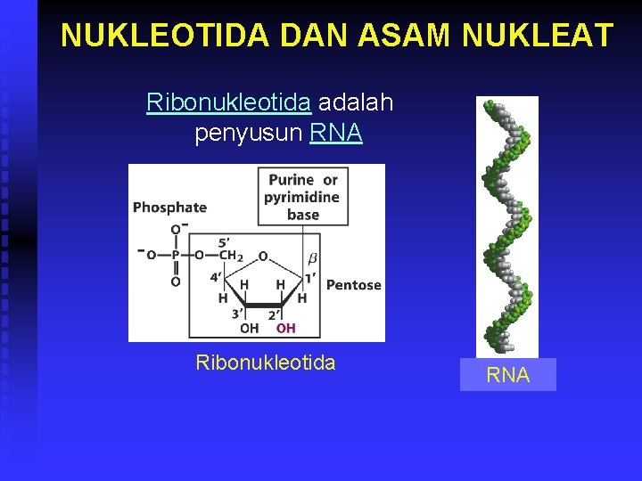 NUKLEOTIDA DAN ASAM NUKLEAT Ribonukleotida adalah penyusun RNA Ribonukleotida RNA 