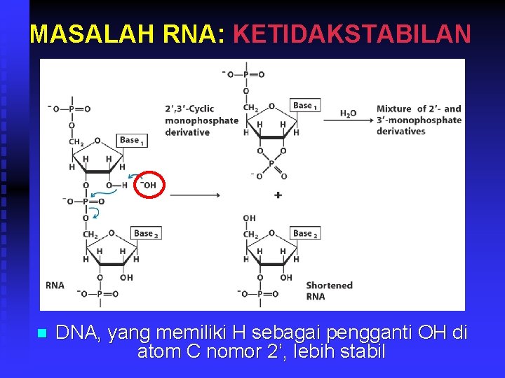 MASALAH RNA: KETIDAKSTABILAN n DNA, yang memiliki H sebagai pengganti OH di atom C