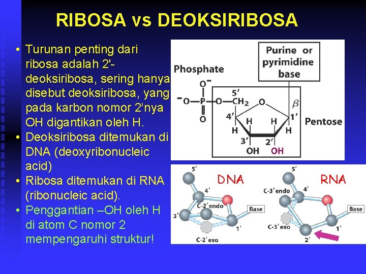 RIBOSA vs DEOKSIRIBOSA • Turunan penting dari ribosa adalah 2'deoksiribosa, sering hanya disebut deoksiribosa,