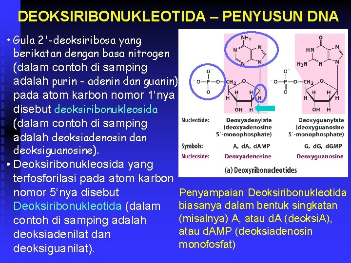 DEOKSIRIBONUKLEOTIDA – PENYUSUN DNA • Gula 2'-deoksiribosa yang berikatan dengan basa nitrogen (dalam contoh