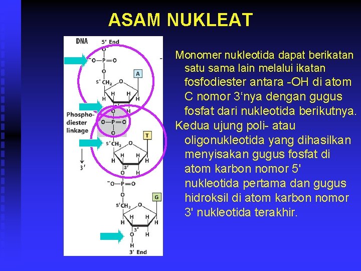 ASAM NUKLEAT Monomer nukleotida dapat berikatan satu sama lain melalui ikatan fosfodiester antara -OH