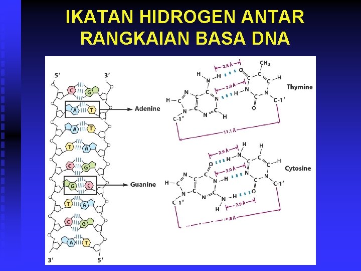 IKATAN HIDROGEN ANTAR RANGKAIAN BASA DNA Watson-Crick base pairing 