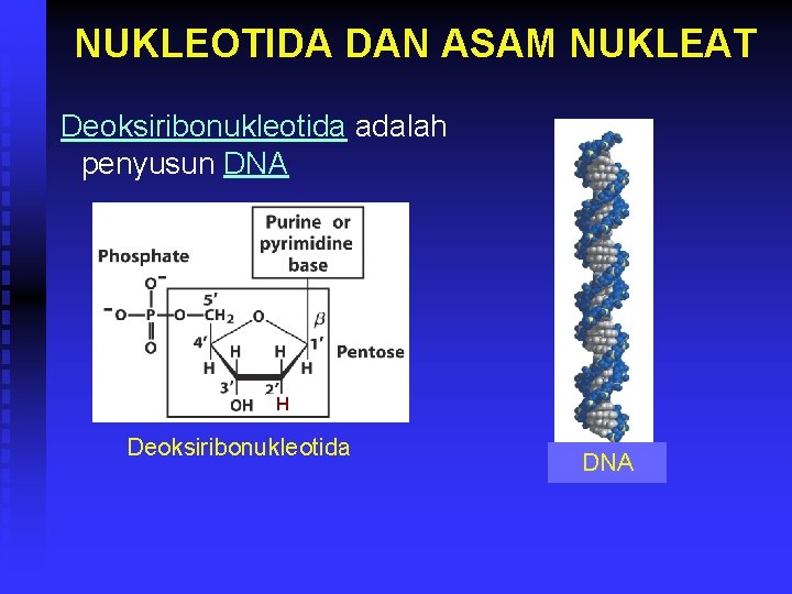 NUKLEOTIDA DAN ASAM NUKLEAT Deoksiribonukleotida adalah penyusun DNA H Deoksiribonukleotida DNA 