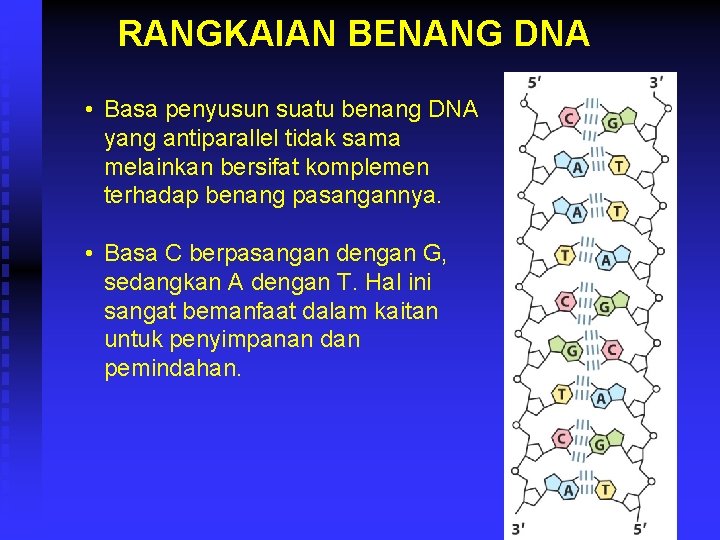 RANGKAIAN BENANG DNA • Basa penyusun suatu benang DNA yang antiparallel tidak sama melainkan