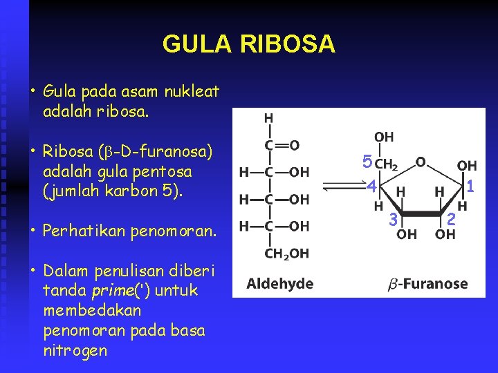 GULA RIBOSA • Gula pada asam nukleat adalah ribosa. • Ribosa (b-D-furanosa) adalah gula