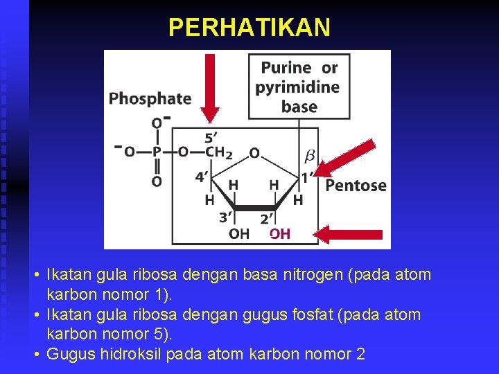 PERHATIKAN • Ikatan gula ribosa dengan basa nitrogen (pada atom karbon nomor 1). •