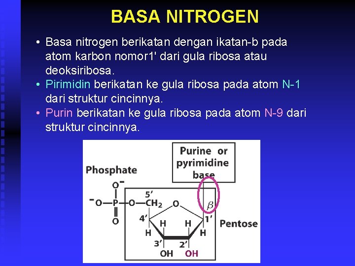 BASA NITROGEN • Basa nitrogen berikatan dengan ikatan-b pada atom karbon nomor 1' dari