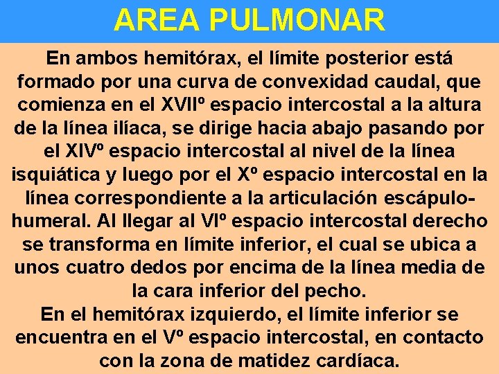 AREA PULMONAR En ambos hemitórax, el límite posterior está formado por una curva de