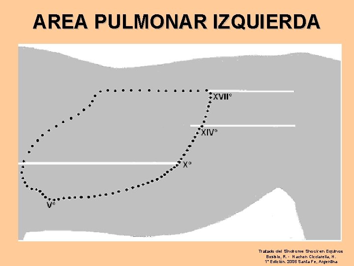 AREA PULMONAR IZQUIERDA Tratado del Síndrome Shock en Equinos Bosisio, R. - Nachon Cicciarella,