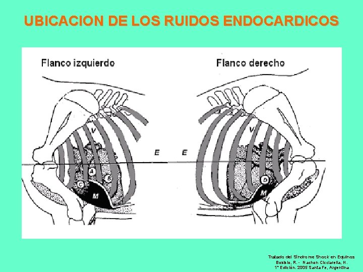 UBICACION DE LOS RUIDOS ENDOCARDICOS Tratado del Síndrome Shock en Equinos Bosisio, R. -