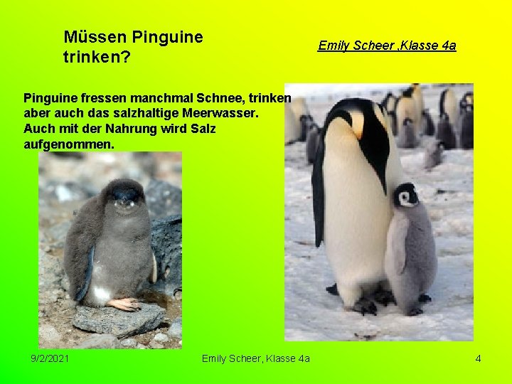 Müssen Pinguine trinken? Emily Scheer , Klasse 4 a Pinguine fressen manchmal Schnee, trinken