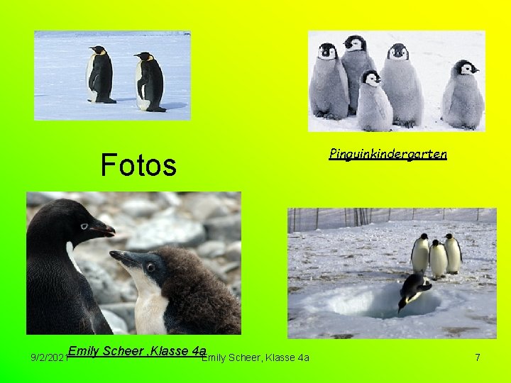 Fotos Emily Scheer , Klasse 4 a. Emily Scheer, Klasse 4 a 9/2/2021 Pinguinkindergarten