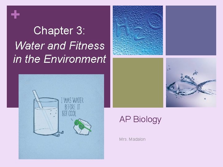 + Chapter 3: Water and Fitness in the Environment AP Biology Mrs. Madalon 