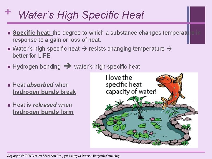 + Water’s High Specific Heat n n Specific heat: the degree to which a
