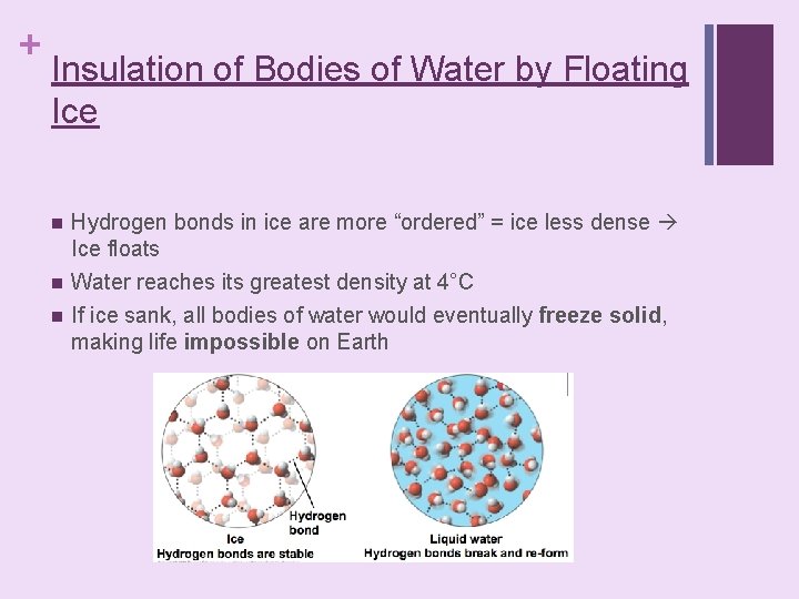 + Insulation of Bodies of Water by Floating Ice n n n Hydrogen bonds