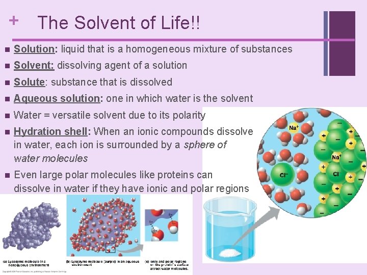 + The Solvent of Life!! n Solution: liquid that is a homogeneous mixture of