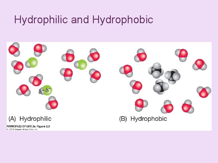 Hydrophilic and Hydrophobic 