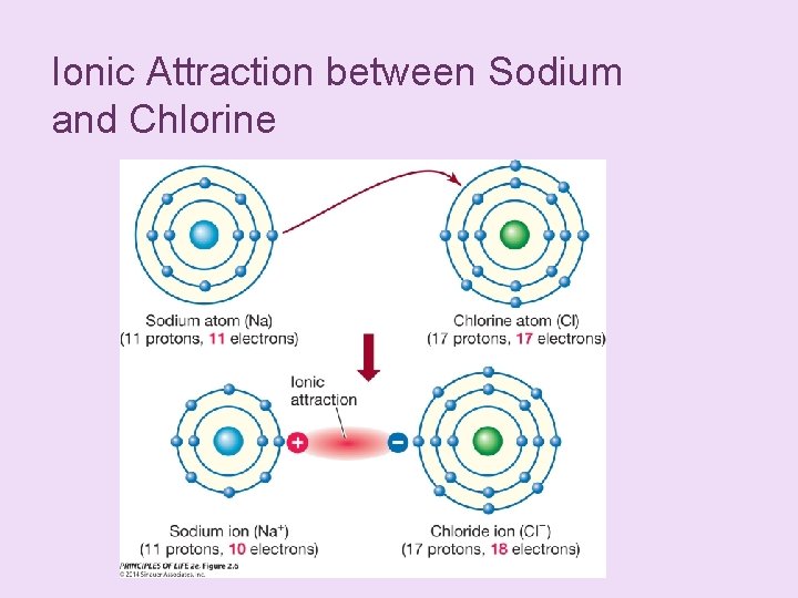 Ionic Attraction between Sodium and Chlorine 