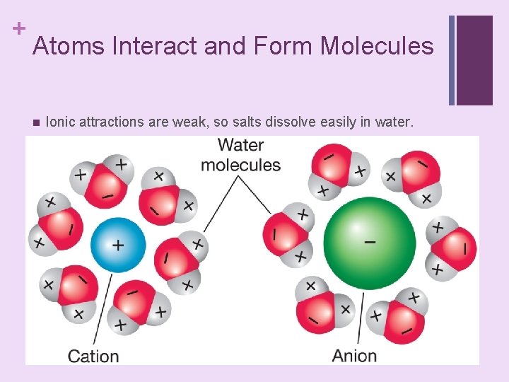 + Atoms Interact and Form Molecules n Ionic attractions are weak, so salts dissolve