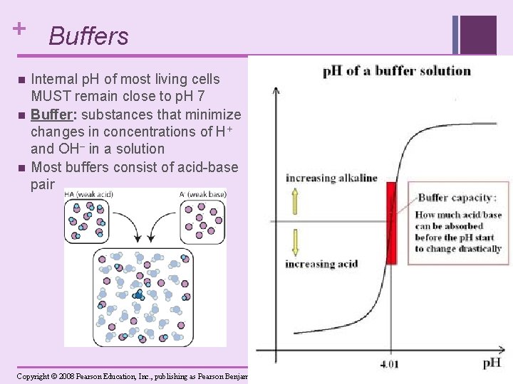 + Buffers n n n Internal p. H of most living cells MUST remain