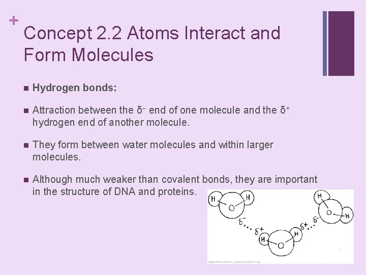 + Concept 2. 2 Atoms Interact and Form Molecules n Hydrogen bonds: n Attraction