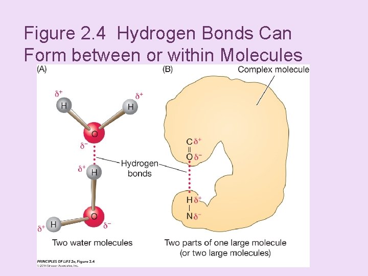 Figure 2. 4 Hydrogen Bonds Can Form between or within Molecules 