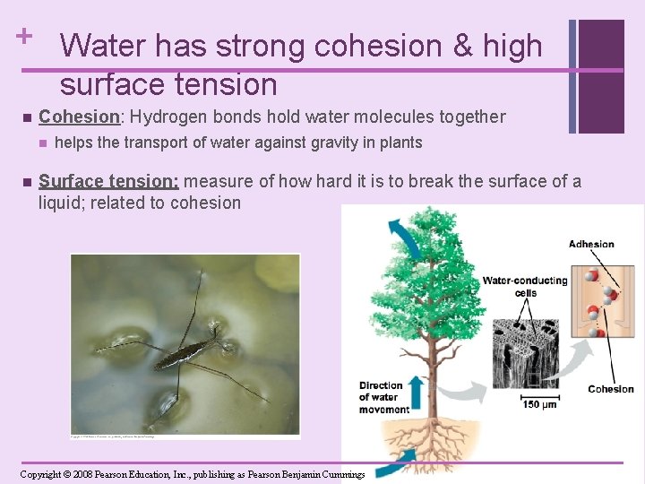 + Water has strong cohesion & high surface tension n Cohesion: Hydrogen bonds hold