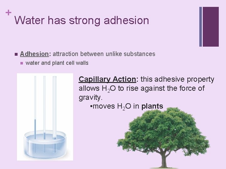 + Water has strong adhesion n Adhesion: attraction between unlike substances n water and