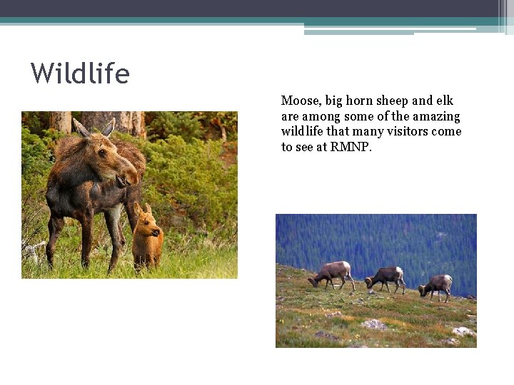 Wildlife Moose, big horn sheep and elk are among some of the amazing wildlife