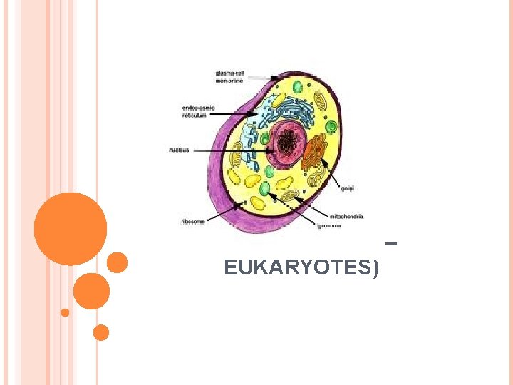 THE CELL (PROKARYOTES – EUKARYOTES) 