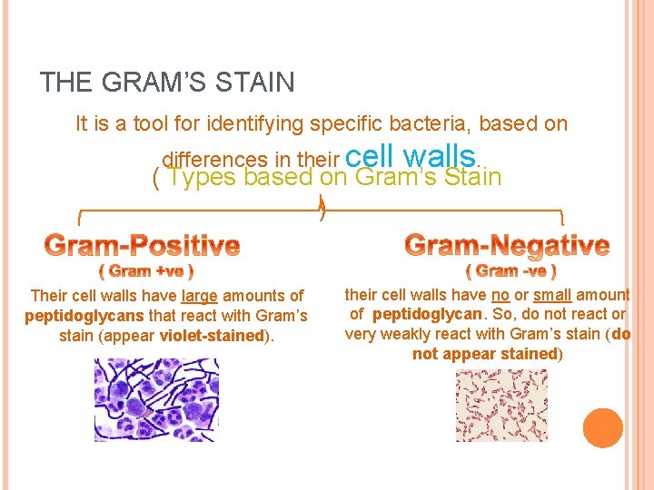 THE GRAM’S STAIN It is a tool for identifying specific bacteria, based on differences THE GRAM’S STAIN It is a tool for identifying specific bacteria, based on differences