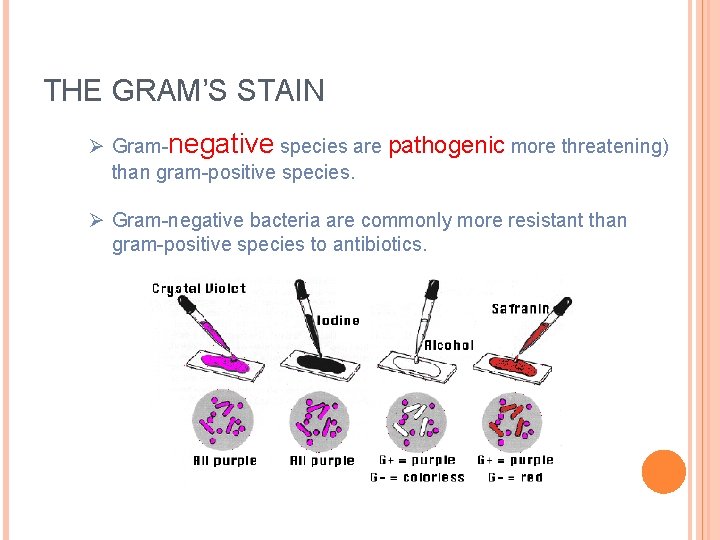 THE GRAM’S STAIN Ø Gram-negative species are pathogenic more threatening) than gram-positive species. Ø