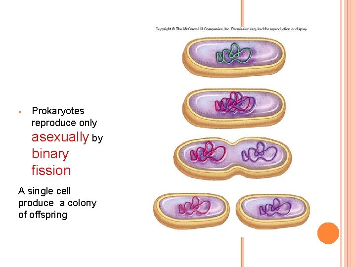 Prokaryotes reproduce only asexually by binary fission A single cell produce a colony of