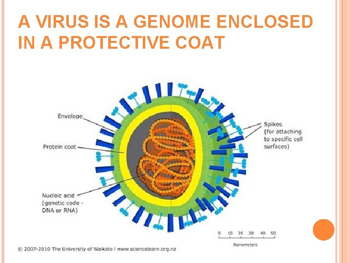 A VIRUS IS A GENOME ENCLOSED IN A PROTECTIVE COAT 