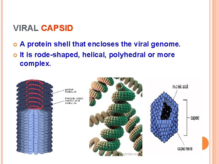 VIRAL CAPSID A protein shell that encloses the viral genome. It is rode-shaped, helical,