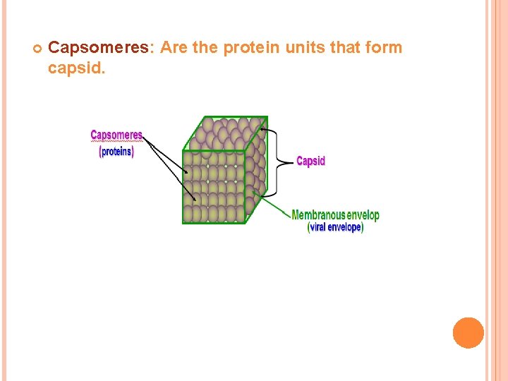 Capsomeres: Are the protein units that form capsid. Capsomeres: Are the protein units that form capsid.