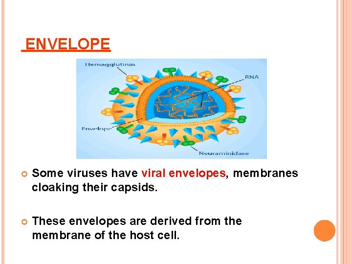 ENVELOPE Some viruses have viral envelopes, envelopes membranes cloaking their capsids. These envelopes are ENVELOPE Some viruses have viral envelopes, envelopes membranes cloaking their capsids. These envelopes are