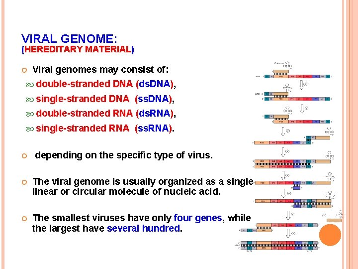 VIRAL GENOME: (HEREDITARY MATERIAL) Viral genomes may consist of: double-stranded single-stranded DNA (ss. DNA),
