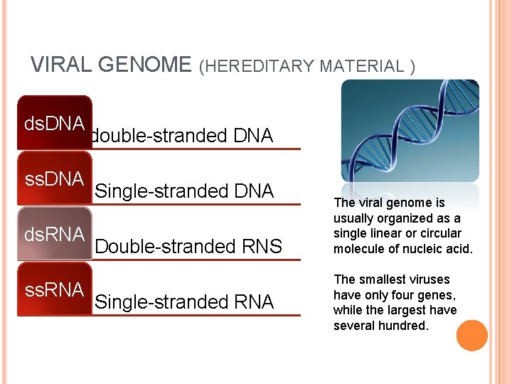 VIRAL GENOME (HEREDITARY MATERIAL ) ds. DNA ss. DNA ds. RNA ss. RNA double-stranded