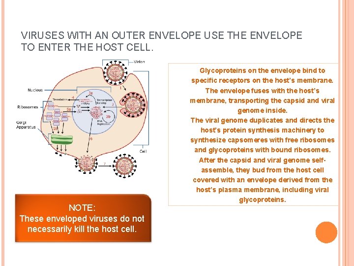 VIRUSES WITH AN OUTER ENVELOPE USE THE ENVELOPE TO ENTER THE HOST CELL. NOTE: