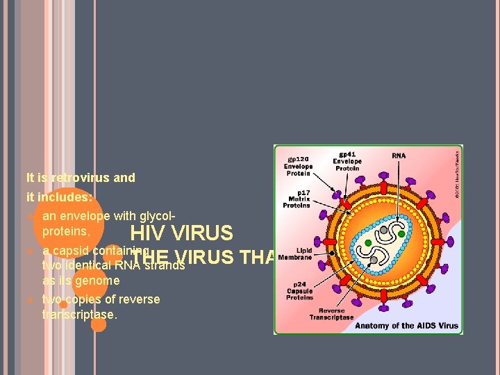 It is retrovirus and it includes: v an envelope with glycolproteins, v a capsid