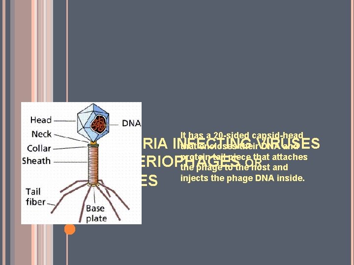 It has a 20 -sided capsid-head that encloses their DNA and protein tail piece It has a 20 -sided capsid-head that encloses their DNA and protein tail piece