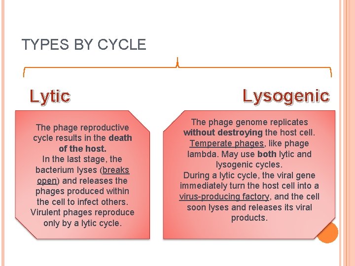 TYPES BY CYCLE Lytic The phage reproductive cycle results in the death of the